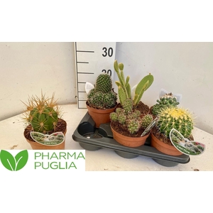 Cactus gemengd