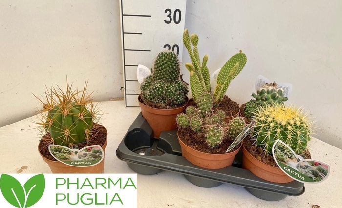 <h4>Cactus gemengd</h4>