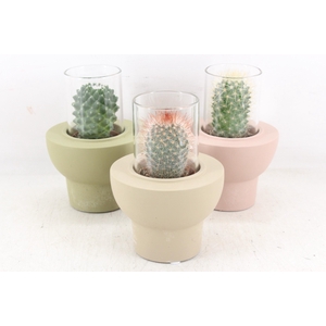 arr3 Demi - Cactus in glas standaard x8