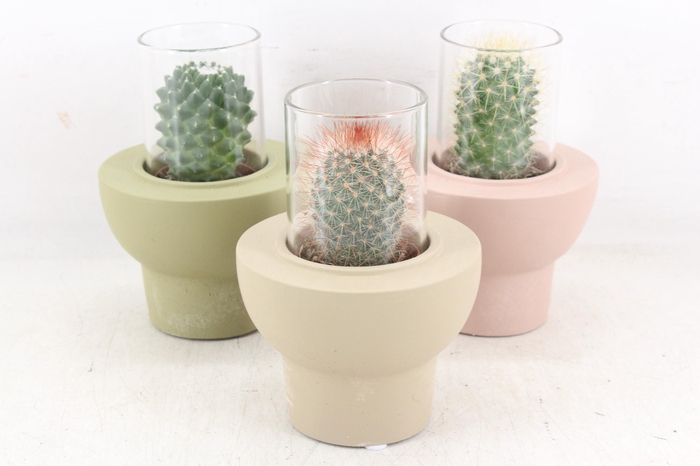 <h4>arr3 Demi - Cactus in glas standaard x8</h4>