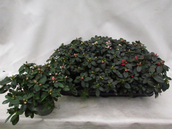 <h4>RHODO SI VOGEL GEM</h4>