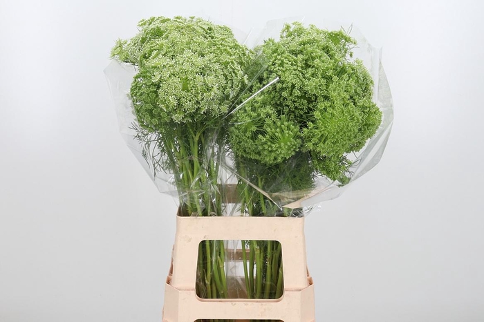 <h4>Ammi Majus Visnaga</h4>