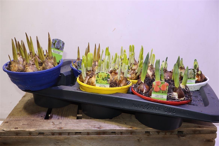 <h4>Bolbloemen Gem</h4>