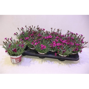 Dian Picture Perfect