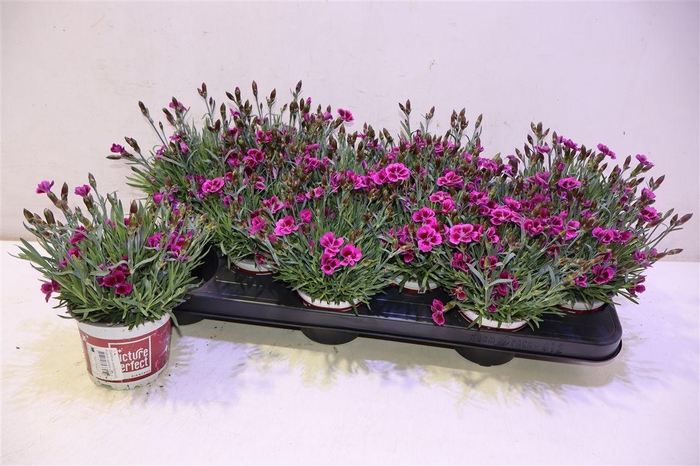 <h4>Dian Picture Perfect</h4>