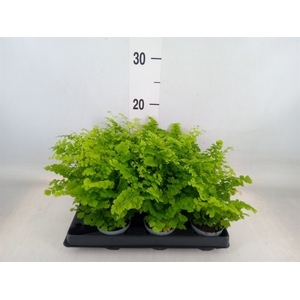 Adiantum raddi. 'Fritz-Luthi'