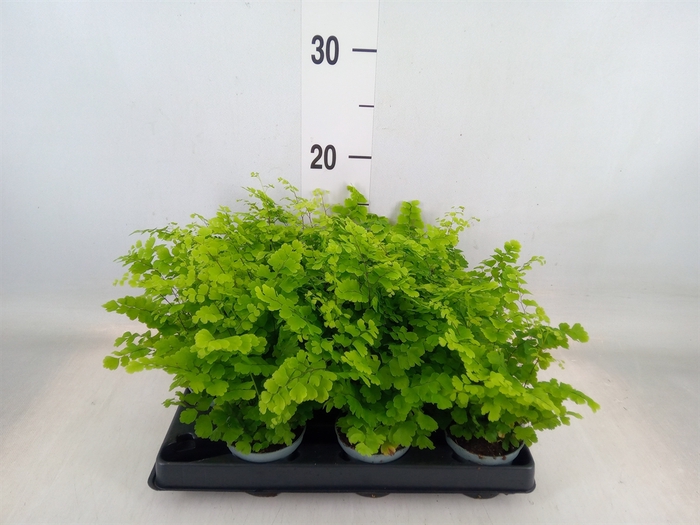 <h4>Adiantum raddi. 'Fritz-Luthi'</h4>