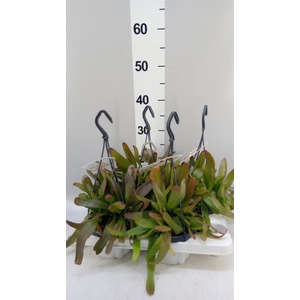Rhipsalis   ...