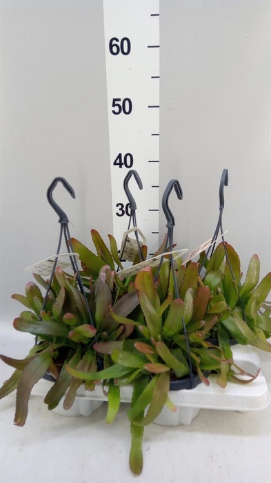 <h4>Rhipsalis   ...</h4>