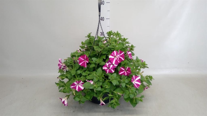 <h4>Petunia ...</h4>