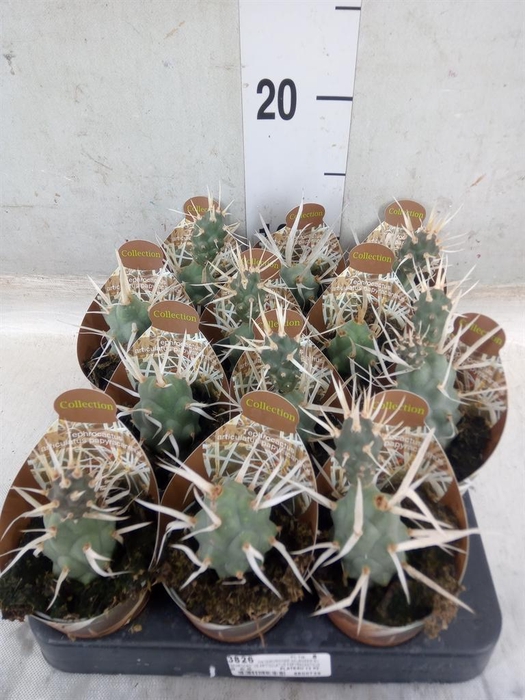 <h4>Cactus   ...</h4>