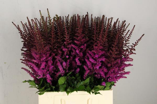 <h4>Astilbe Maggie Daley</h4>