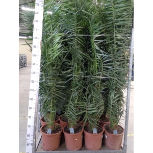 Phoenix canariensis