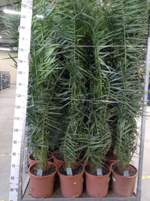 <h4>Phoenix canariensis</h4>
