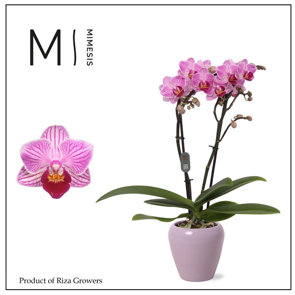 <h4>Mimesis Phal. Lotte - 2 spike 7cm in Martine Lilac Ceramic</h4>