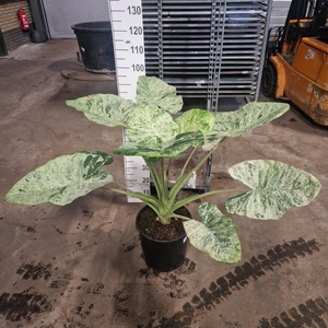 Alocasia Splash XL