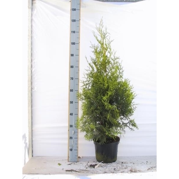 <h4>Thuja occidentalis 'Brabant'</h4>