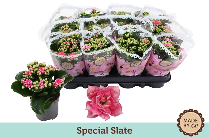 <h4>Kalanchoe blossfeldiana</h4>