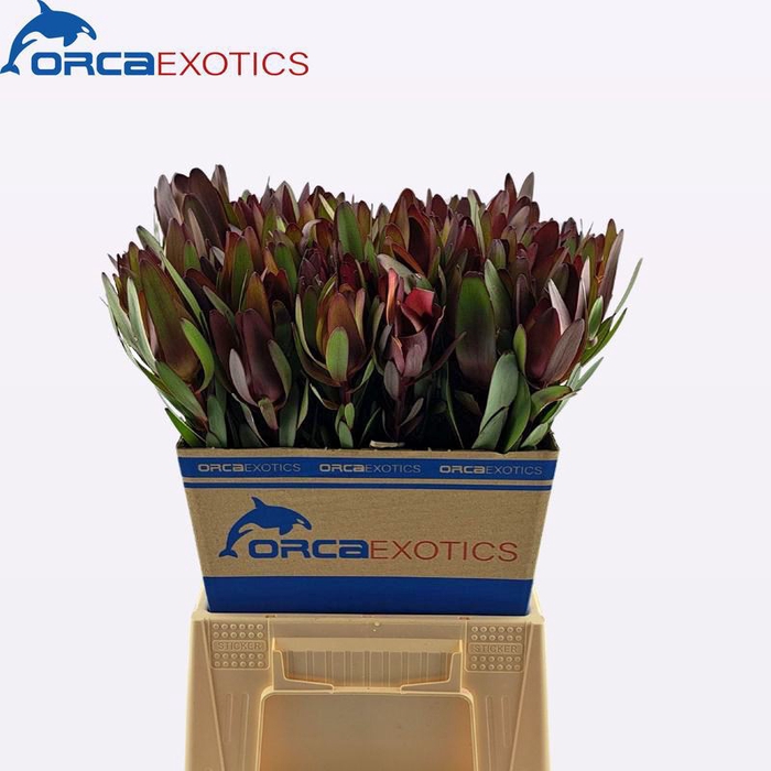 <h4>Leucadendron Safari Sunset</h4>