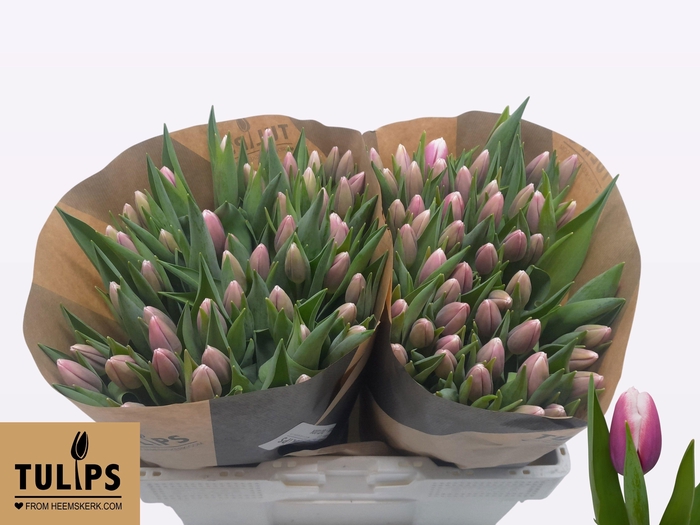 <h4>TU EN OUTLOOK</h4>