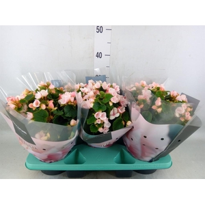 Begonia elat. EN 'Betulia Light'