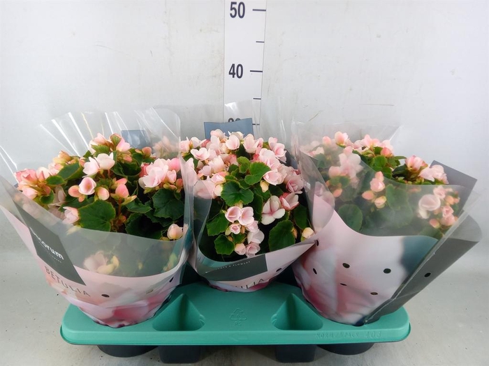 <h4>Begonia elat. EN 'Betulia Light'</h4>