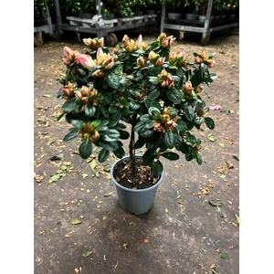 RHODO SI SACHSENSTER