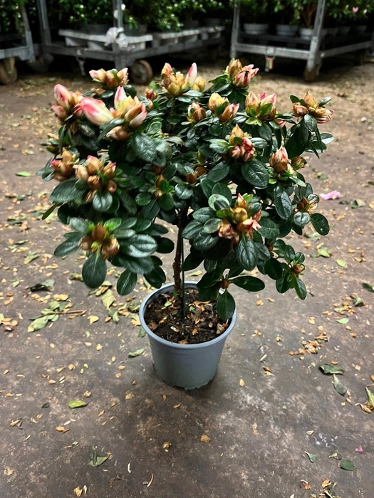 <h4>RHODO SI SACHSENSTER</h4>