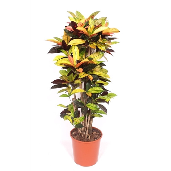 <h4>Codiaeum variegatum kleinbladig 'Mrs Iceton'</h4>