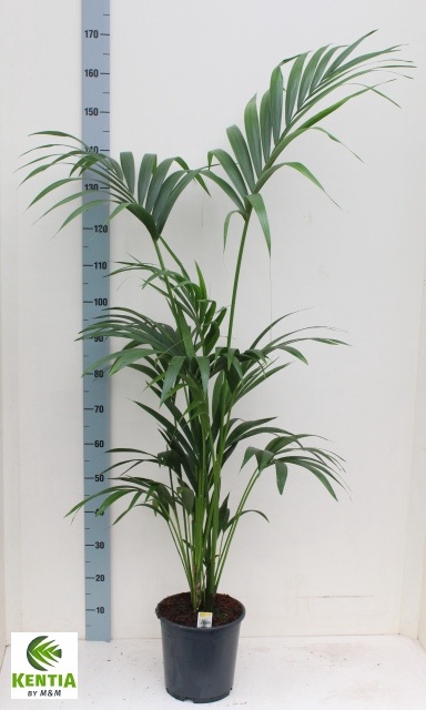 <h4>HOWEA FORSTERIANA</h4>