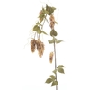 Large hop flower spray x5 w/leaf gr