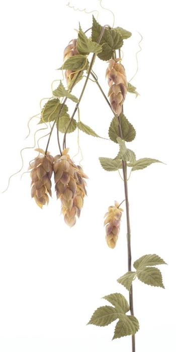 <h4>Large hop flower spray x5 w/leaf gr</h4>