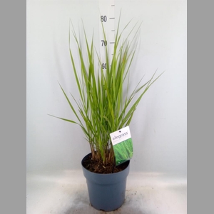 Panicum virgatum