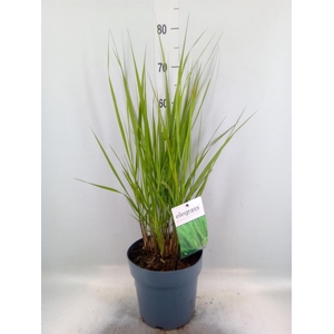 Panicum virgatum