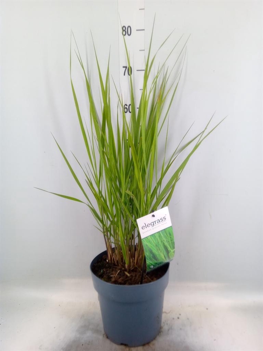<h4>Panicum virgatum</h4>