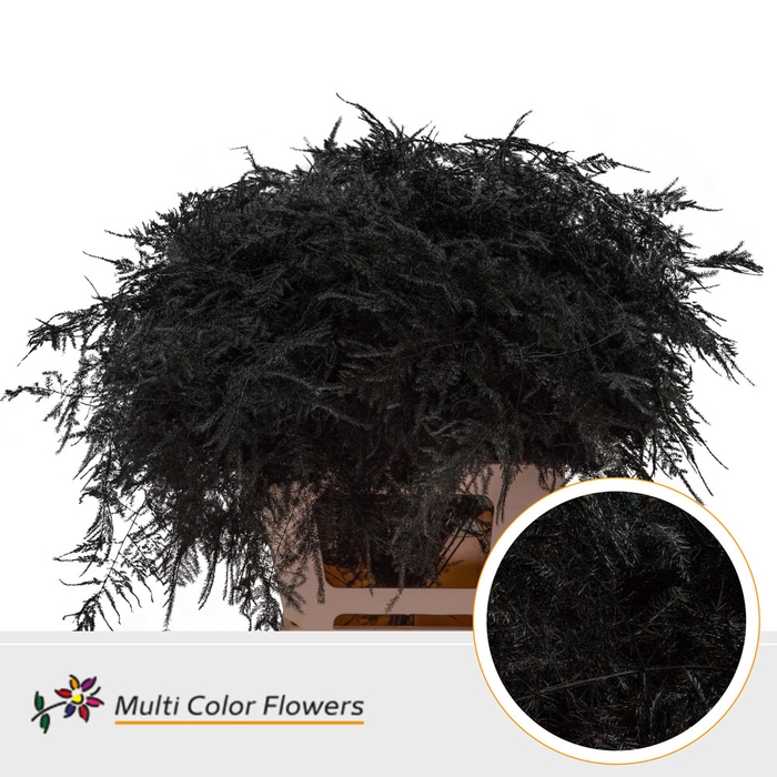 <h4>Asparagus Extra V Zwart</h4>