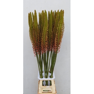 EREMURUS CLEOPATRA