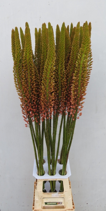 EREMURUS CLEOPATRA