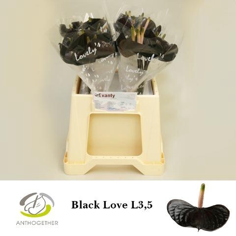 <h4>ANTH BLACK LOVE</h4>