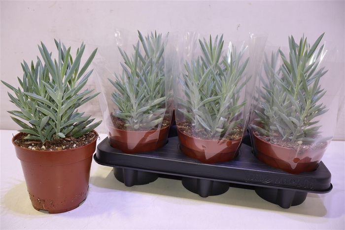 <h4>Curio Fic Mt Everest</h4>