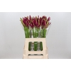 Nerine Mister Nick
