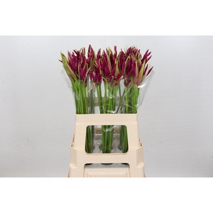 Nerine Mister Nick