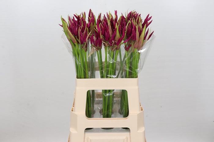 Nerine Mister Nick