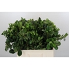 Pittosporum Nurit