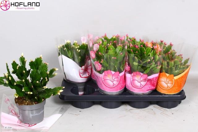 <h4>SCHLUMB GEM 3 KL</h4>