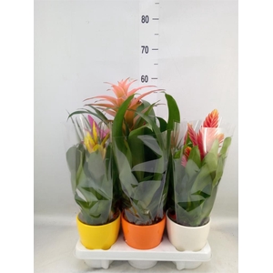Bromelia   ...mix 10