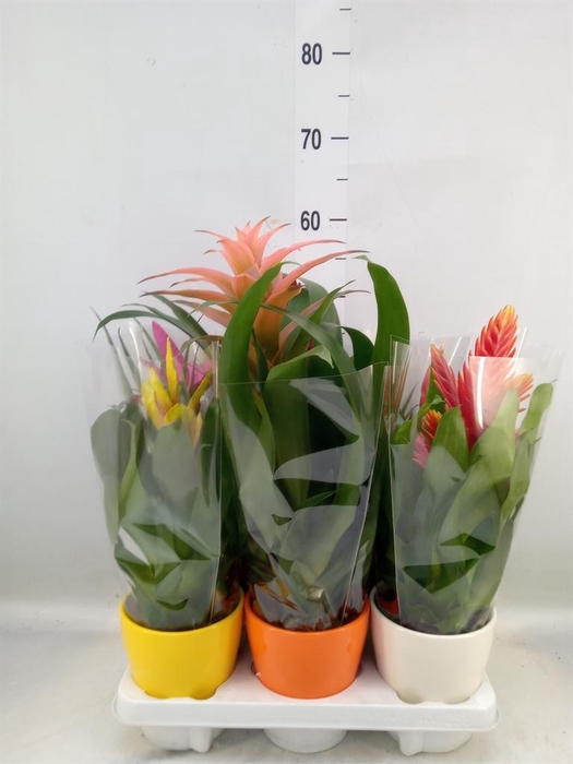 <h4>Bromelia ...mix 10</h4>