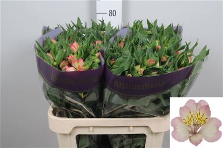 <h4>Alstroemeria  'True Dream'</h4>
