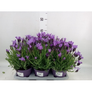 Lavandula stoec.