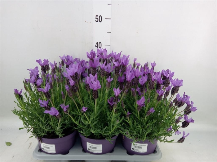 <h4>Lavandula stoec.</h4>